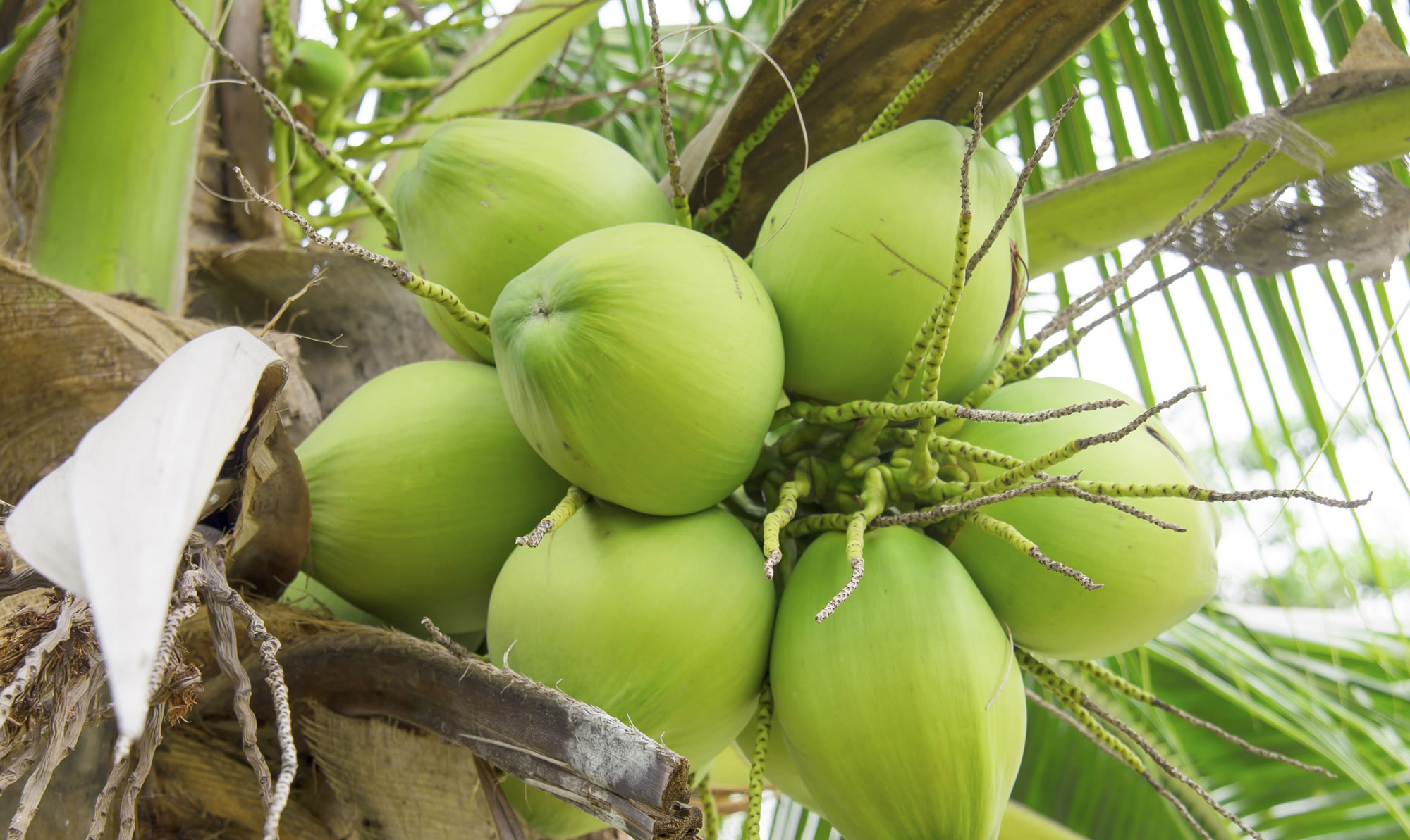 is-coconut-water-good-for-you-does-it-have-fat-or-sugar-pritikin